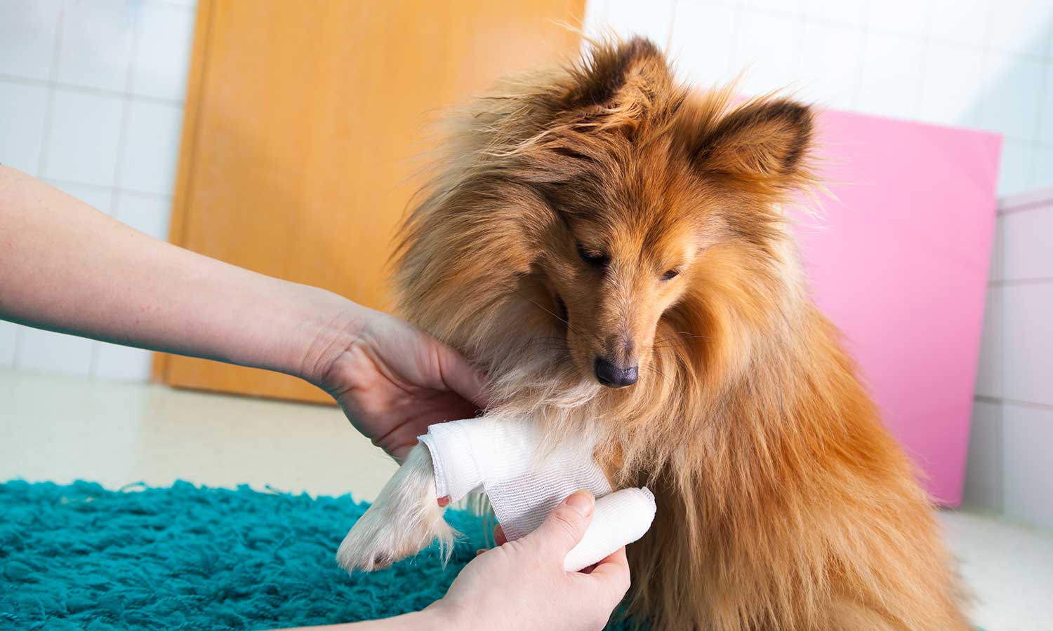 A sheltie being treated for an injured leg