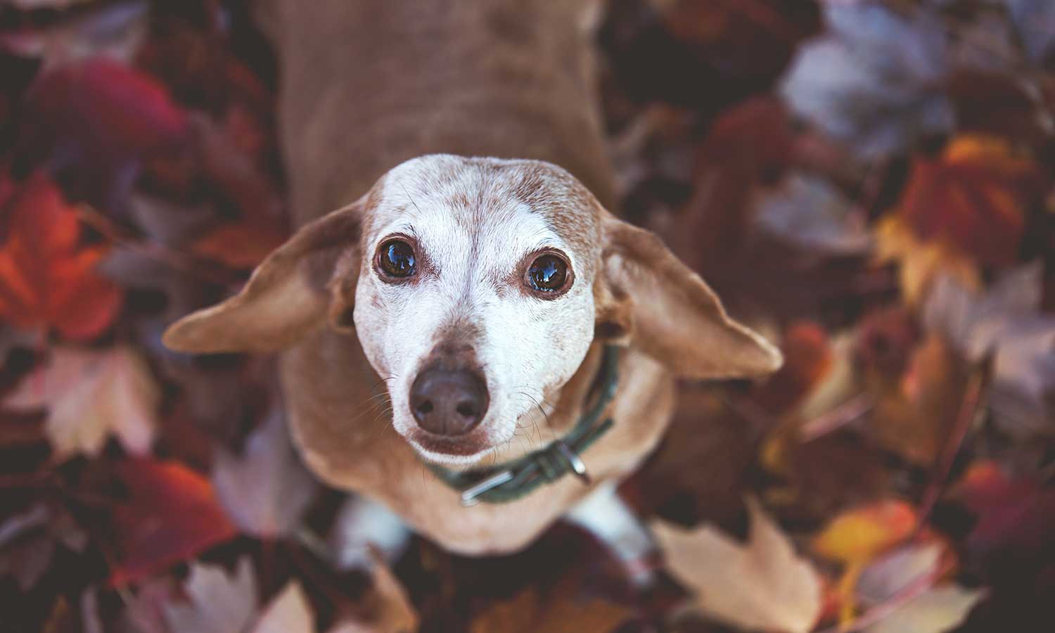 An aging dog in the leaves