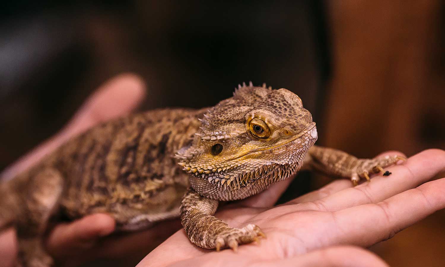 A horned toad being held