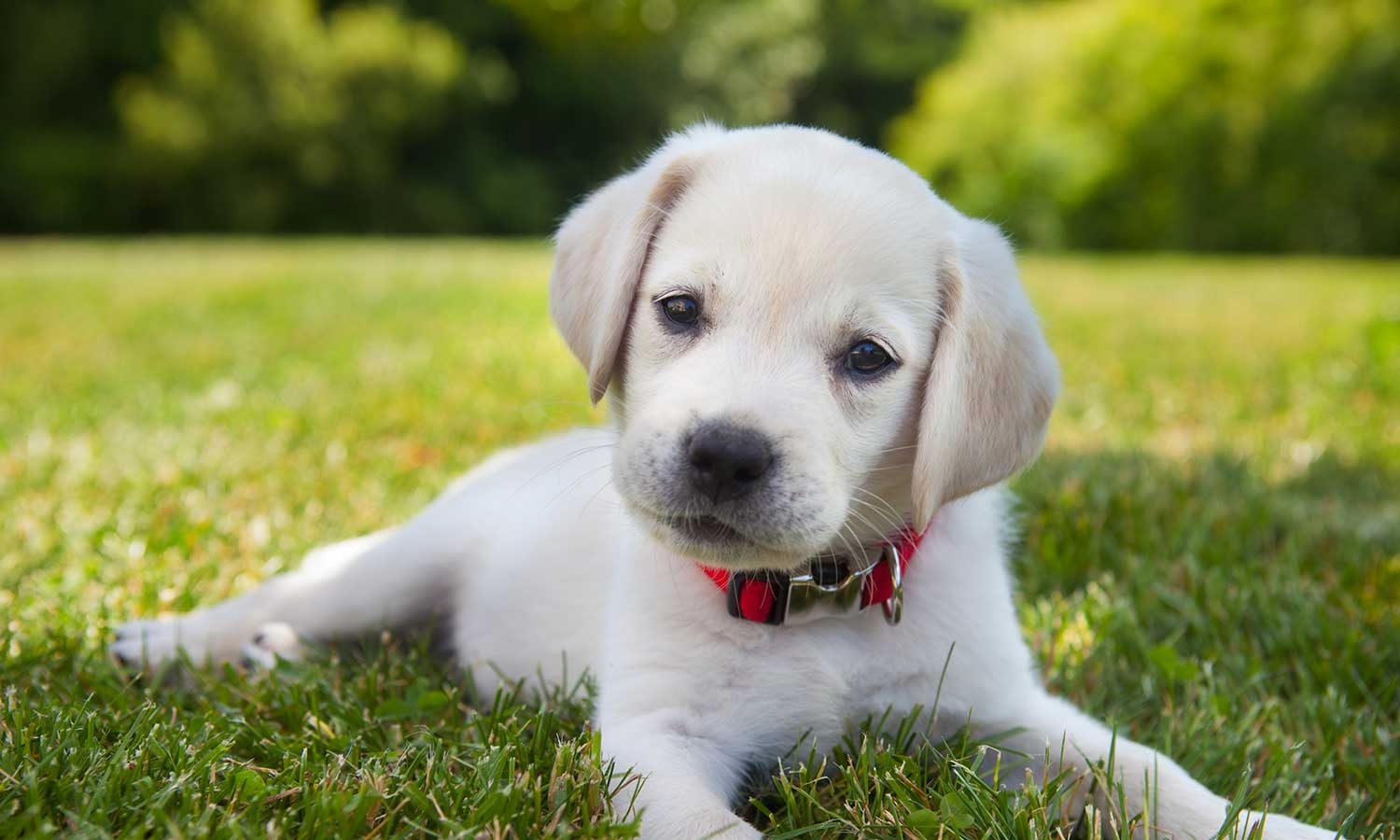 A yellow lab puppy