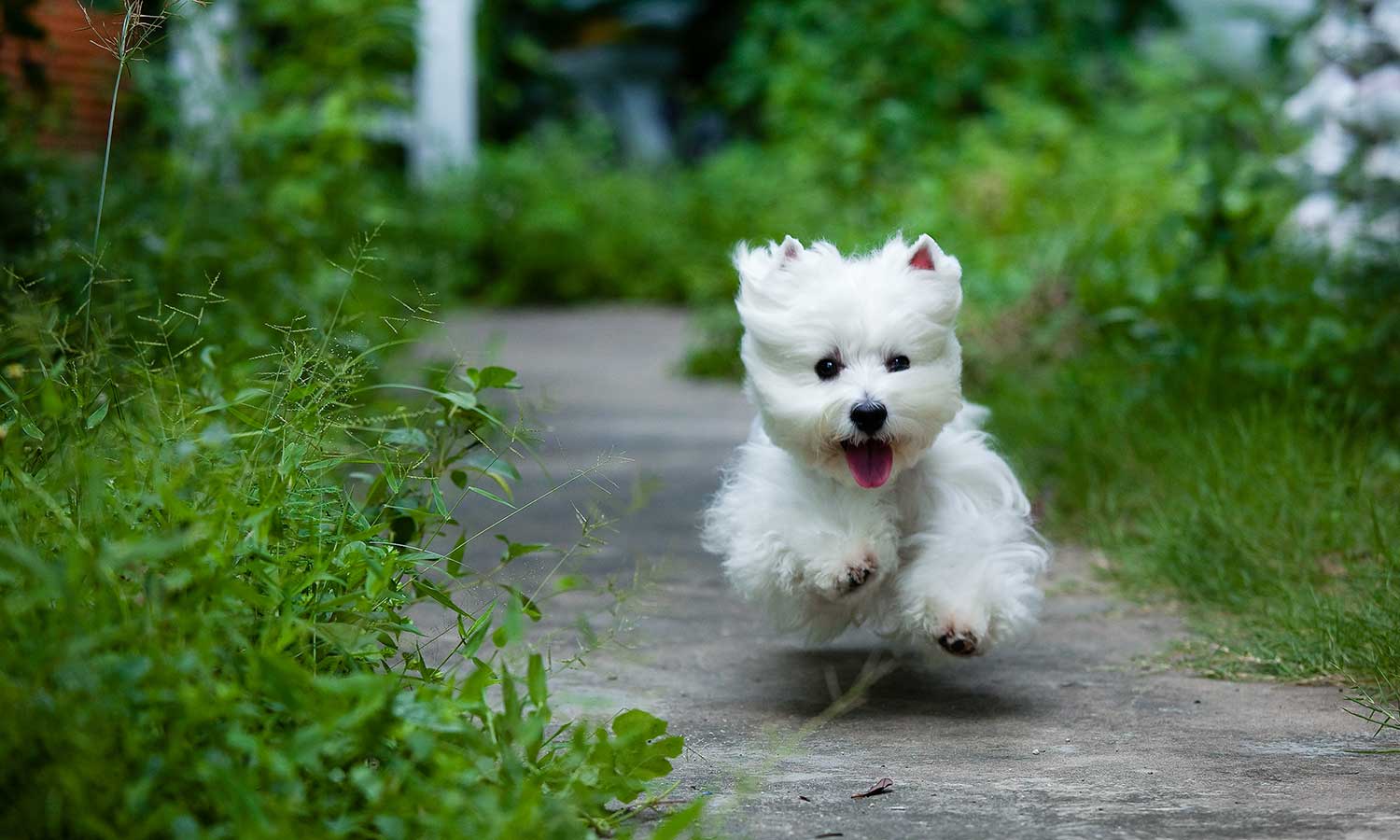 A white dog running through a garden