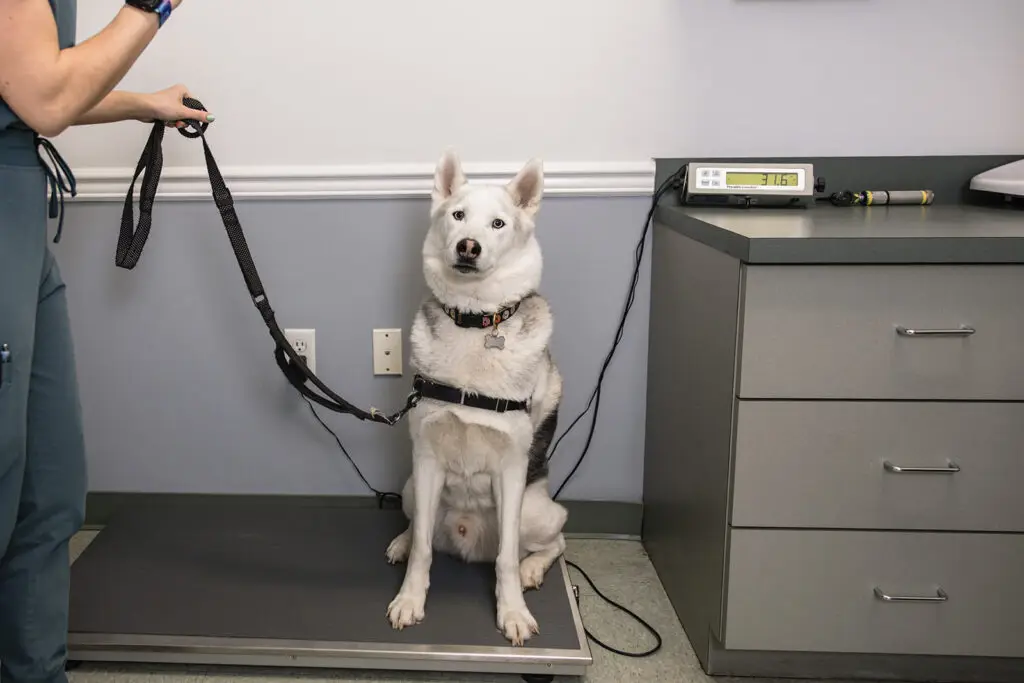 A husky weighs in on a scale in the veterinary offices of Animal Medical Centers of Loudoun.